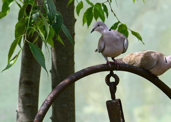 Burung Perkutut Sri Mangempel Dipercaya Membawa Rezeki Bagi Pemiliknya, Begini Ciri-cirinya 