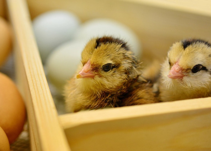 Lebih Dulu Mana, Ayam atau Telur? Pertanyaan Sepanjang Masa Ini Akhirnya Terjawab