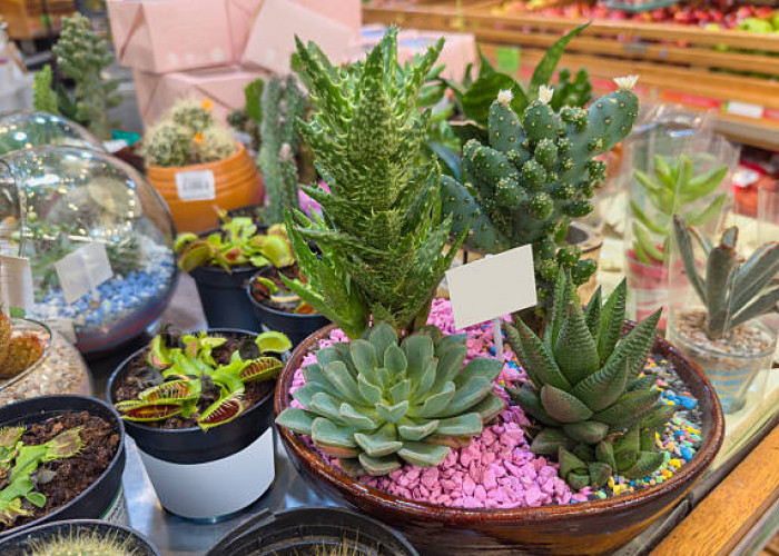 6 Tanaman Hias Kaya Oksigen untuk Dekorasi Atas Meja