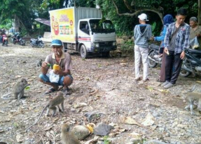 Kampung Unik di Jawa Tengah, Warganya Hidup Berdampingan dengan Kawanan Kera Liar, Kok Bisa?
