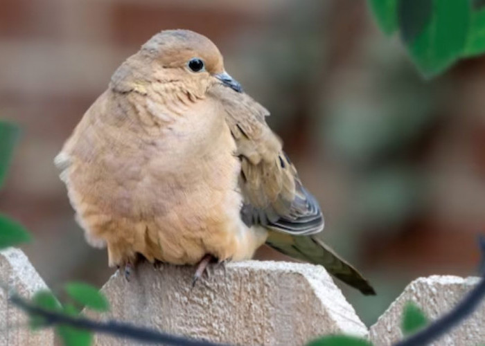4 Jenis Burung Perkutut Kesayangan Para Bangsawan, Dipercaya Bisa Menarik Rezeki Hingga Peningkatan Wibawa