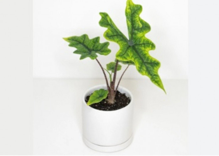 Alocasia Jacklyn, Tanaman Hias Eksotis dari Sulawesi yang Bikin Koleksi Kamu Makin Hits!