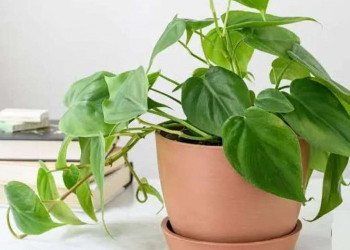 3 Cara Super Mudah Merawat Philodendron Agar Tetap Sehat dan Cantik, Pemula Wajib Tahu!