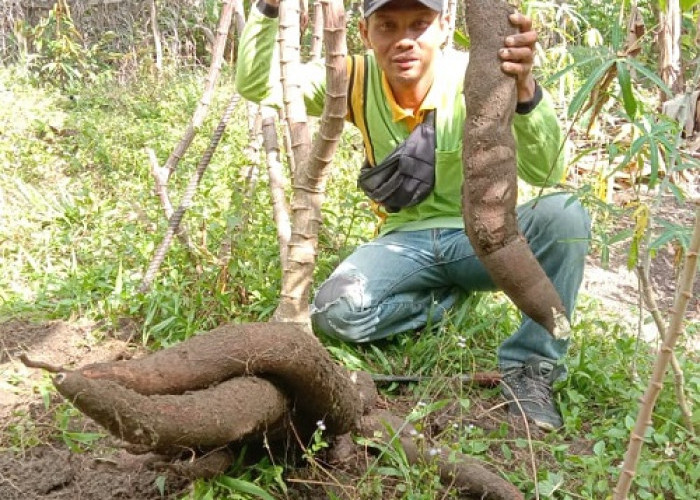 Panen Singkong Raksasa Bobot 40 Kg dalam Serumpun