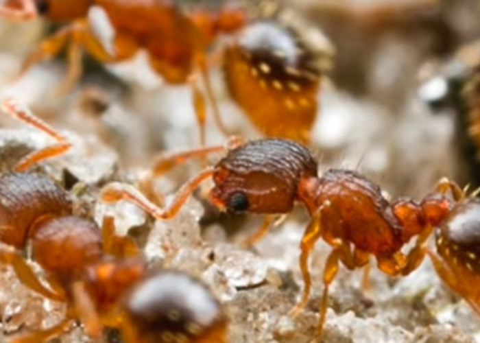 Dunia Hewan: Berikut Alasan Semut Hidup Berkoloni
