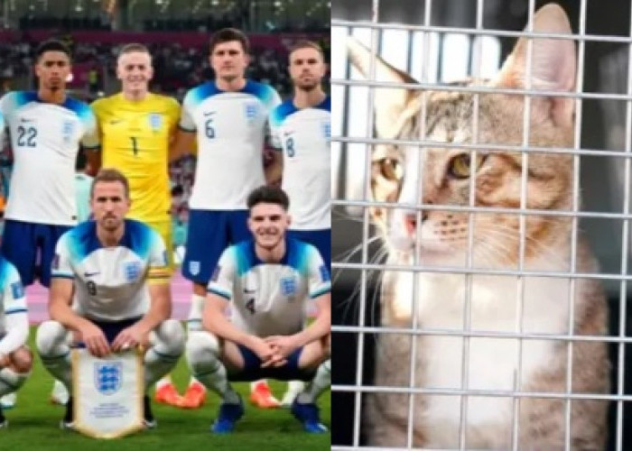 Terdepak dari Piala Dunia 2022, Pemain Inggris Ini Malah Adopsi Kucing Liar Qatar