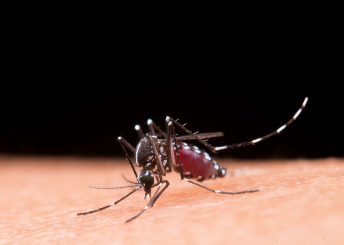 Jangan Biarkan Nyamuk Merajalela di Rumah, Ini Cara Jitu Mengusirnya Tanpa Obat