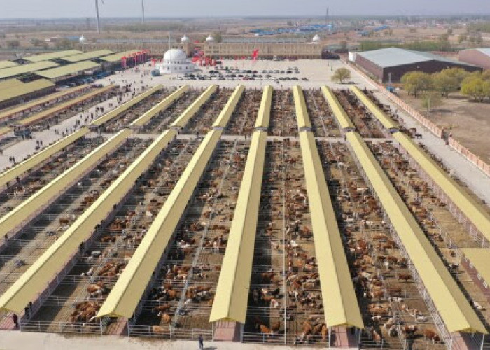 Karnaval Hinggan League di Beijing: Sulap Ekologi Padang Rumput Jadi Bisnis Sapi dan Beras Milyaran RMB!