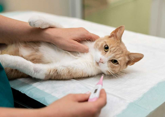 Dampak Memberikan Pil Atau Suntik KB Pada Kucing Bisa Sebabkan Penyakit ini, Benarkah?