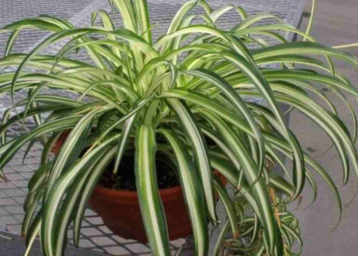 Cuma Modal Air, Tanaman Hias Cantik Ini Bisa Tumbuh Subur!