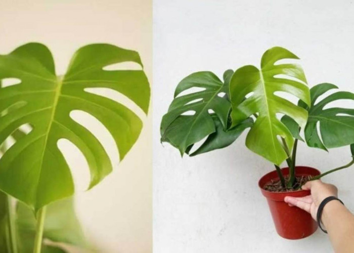 Rahasia Monstera Borsigiana: Daun Unik yang Bikin Teras dan Balkon Makin Segar
