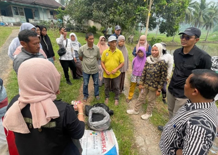 Wujud Hilirisasi Batu Bara untuk Pertanian, PTBA Bersama UGM Uji Coba Pupuk Kalium Humat di Sawahlunto