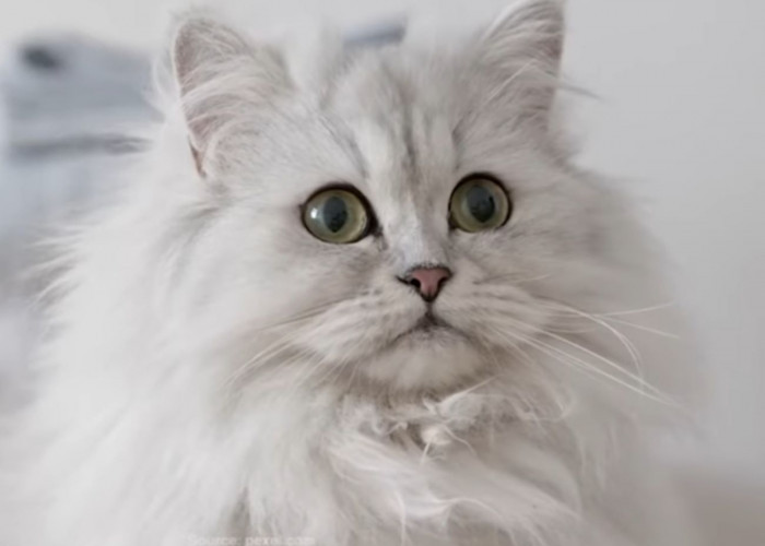 Fakta Menarik: 3 Cara Mengatasi Kebiasaan Hewan Peliharaan Kucing Menggigit Benda Disekitarnya