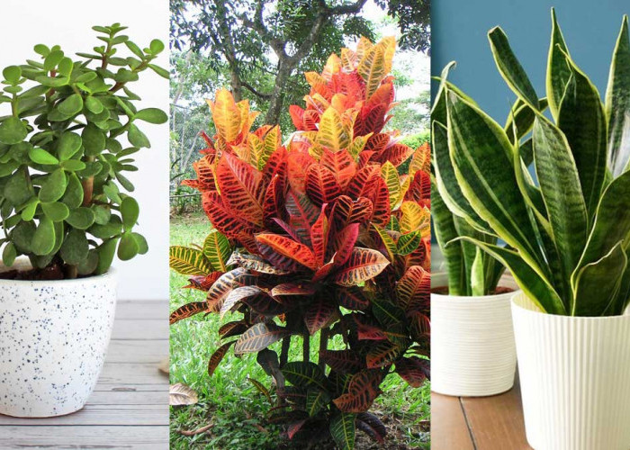 Dari Pohon Giok hingga Lidah Mertua: 5 Tanaman Outdoor Pembawa Hoki yang Mudah Dirawat di Rumah