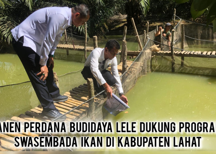 Lahat Mandiri Pangan! PT Sawit Mas Sejahtera Sukses Panen Perdana Budidaya Lele