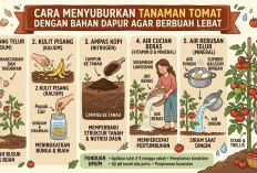 Tanpa Pupuk Kimia Mahal: 7 Bahan Sisa Dapur Paling Ampuh Bikin Tanaman Tomat Subur dan Berbuah Lebat