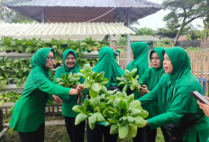 Sukseskan Ketahanan Pangan Nasional, Persit Kodim 0405/Lahat Panen Sayuran Hidroponik dan Jagung Hibrida