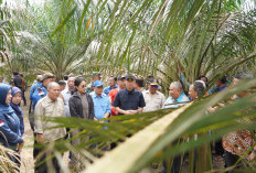 Petani Sawit OKI Tanam Padi Gogo di Lahan PSR