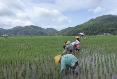 Berbasis Gotong Royong, Desa Manemeng Perkuat Ekosistem Ekonomi Kerakyatan melalui Program Desa BRILiaN