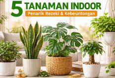 Bawa Hoki ke Rumah! 5 Tanaman Indoor Ini Dipercaya Penarik Rezeki dan Keberuntungan