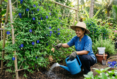 Cantik Sekaligus Kaya Manfaat, Begini Cara Menanam dan Merawat Bunga Telang di Pot atau Pekarangan