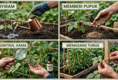Cara Mudah Menanam Kacang Panjang di Pekarangan Rumah: Panen Melimpah dan Buah Lebat Hanya dalam 50 Hari