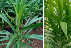 Sering Dipakai Emak-Emak Buat Warnai Kue Lapis, Daun Ijo Pekat Ini Ternyata Ampuh Turunkan Demam Tinggi