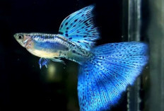 9 Jenis Ikan Guppy Paling Diminati Penghobi, Warna Unik hingga Bernilai Jutaan Rupiah