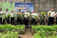 Program Pembinaan Inovatif: Warga Binaan Lapas Lahat Berhasil Kelola Pertanian Berkelanjutan