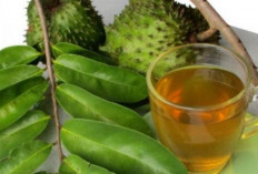 Rekomendasikan 10 Tanaman Obat Untuk Melawan Sel Kanker