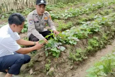 Jangan Biarkan Lahan Nganggur! Polsek Belitang II Bagikan Tips Bertani Produktif