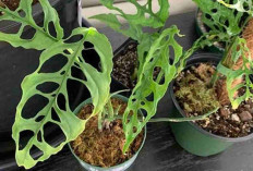 Ingin Rumah Terlihat Estetik? Tanaman Monstera Jadi Jawaban Favorit