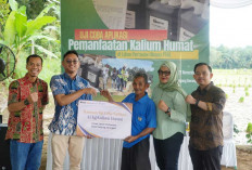 Langkah Nyata PTBA Tingkatkan Hasil Panen Petani Muara Enim Lewat Uji Coba Pemanfaatan Kalium Humat