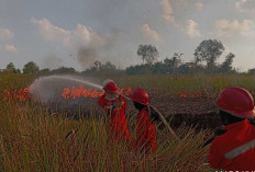 NGERI! Karhutla Kepung Pinggir Ruas Tol Kayuagung KM 356, Asap Tebal Ganggu Laju Pengendara