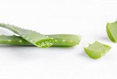 Ingin Kulit Glowing Alami? Rutin Pakai Lidah Buaya dan Lihat Hasilnya