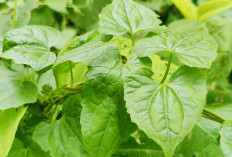 7 Manfaat Daun Balakacida, Nomor 1 Meredakan Peradangan