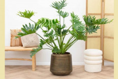 Tanaman Hias Unik Ini Wajib Ada Saat Lebaran, Simpel Tapi Bikin Rumah Mewah!