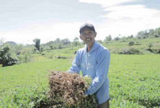 Desa BRILiaN Tompobulu Tunjukkan Sinergi Lokal dan Digitalisasi untuk Ekonomi Berkelanjutan