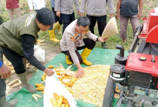 Panen Melimpah di Lahan 3 Hektar: Sinergi Polsek Muara Kuang dan BUMDes Tanjung Miring Hasilkan 1 Ton Jagung