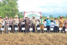Wujudkan Asta Cita Presiden, Kajati Sumsel dan Kajari Pagar Alam Sulap Lahan Jadi Kebun Jagung