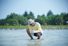Dukung Mitigasi Perubahan Iklim, Pertamina Hulu Indonesia Tanam Mangrove di Kepulauan Seribu
