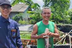 Bangkit Dari Keterpurukan, Usaha Ternak Lele Binaan Bukit Asam Kini Mendulang Sukses