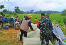 Bulog Lubuklinggau Serap 720 Ton Gabah Petani Musi Rawas di Awal 2026