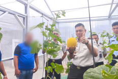 Petik Hasil Kebun Green House Sebanyak 67 Kg, Rutan Baturaja Sukses Gelar Panen Raya Buah Melon Segar