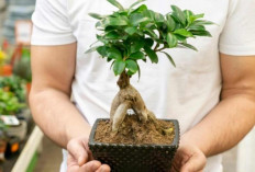 Bukan Sekadar Hobi, Ini 5 Tanaman Hias Bernilai Jual Tinggi