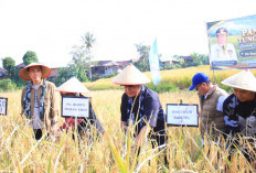 Bantu Traktor hingga Tingkatkan Produktivitas Padi, Ini Komitmen Nyata Herman Deru untuk Petani Muara Enim