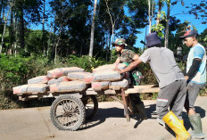 Potret Gotong Royong TMMD Kodim Salatiga: Gerobak Sederhana Jadi Saksi Kemakmuran Desa Cukil