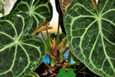 Pecinta Tanaman Hias Wajib Punya Kuping Gajah, Ini Alasannya!