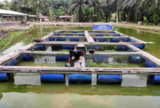 Terus Bergeliat, Pemberdayaan BRI Ungkit Perekonomian Desa Empang Baru