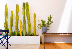 6 Tanaman Hias Pembawa Rezeki dan Keharmonisan Rumah Tangga